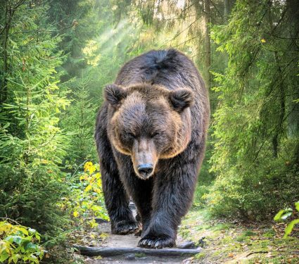 2025/08/Cave-bear.jpg