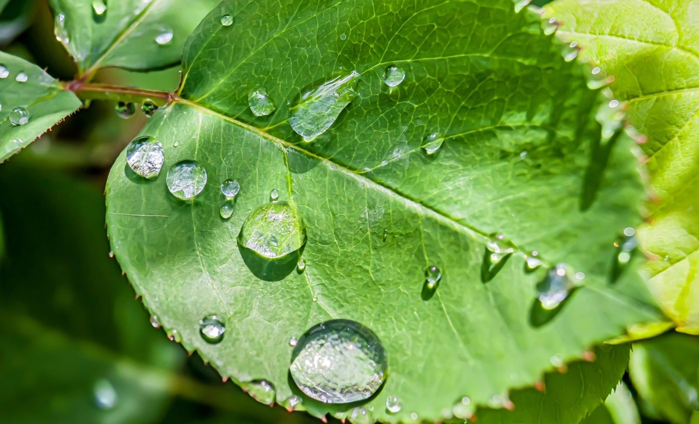 Hidden messengers tell plants when to eat and breathe