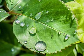 2025/08/Plant-messengers.jpg