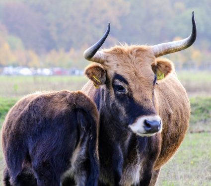 2025/08/Tauros-cattle.jpg