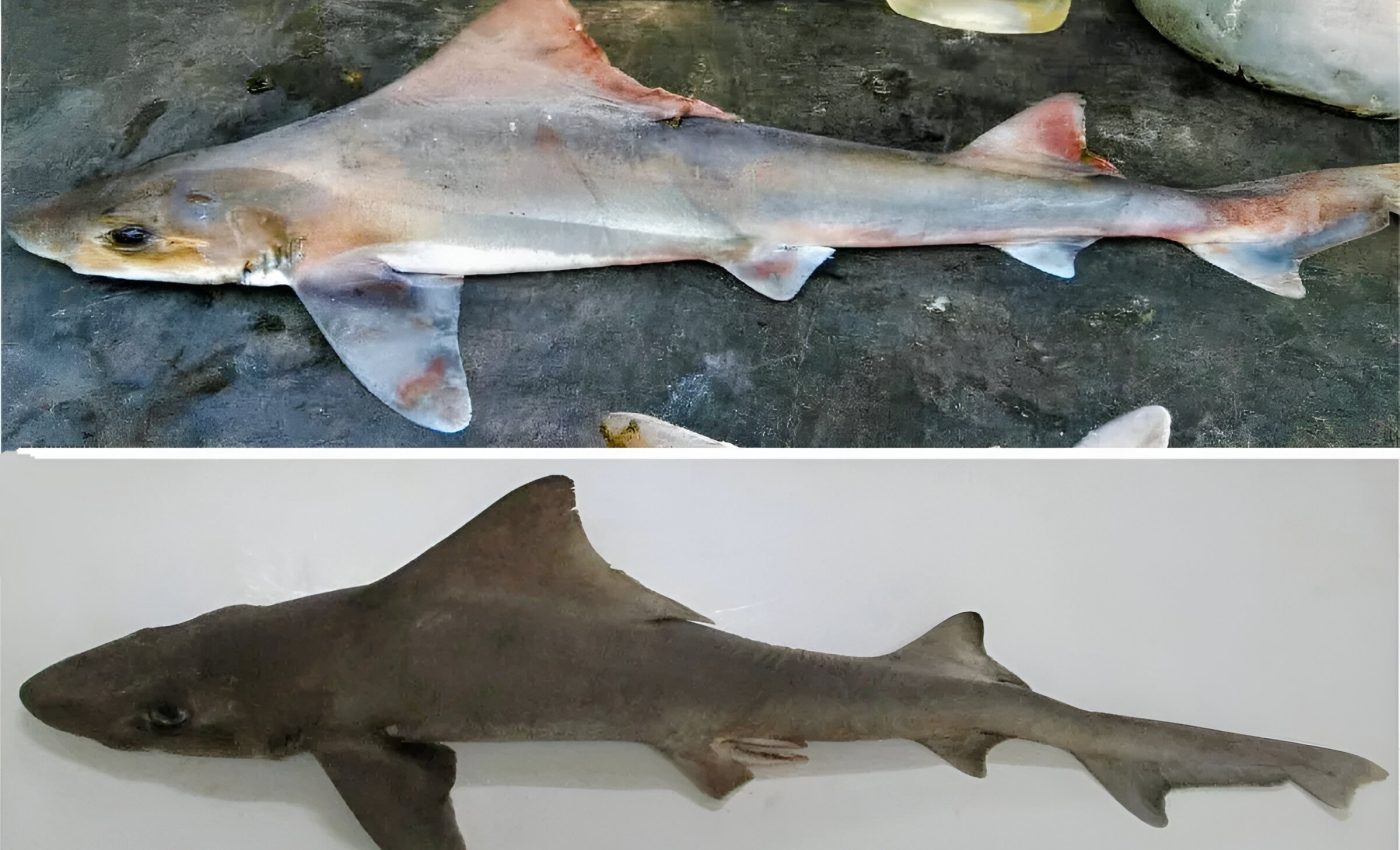 Rare shark rediscovered after 50 years