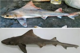 2025/08/Sailback-houndshark.jpg