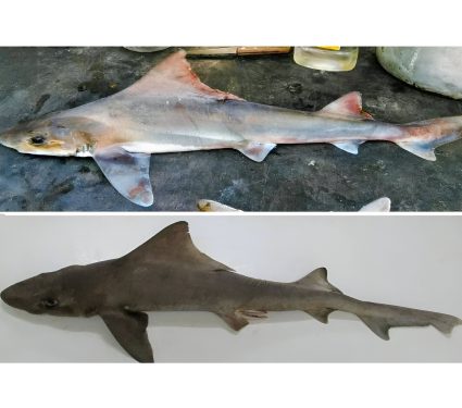 2025/08/Sailback-houndshark.jpg