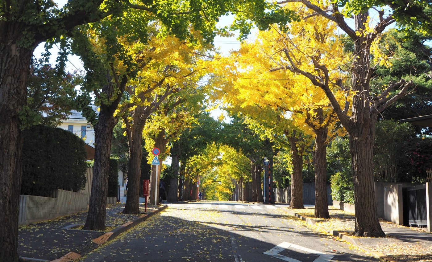 How neighborhood trees can raise - or sink - your property value