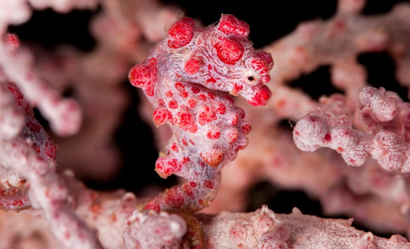 How pygmy seahorses became invisible to predators