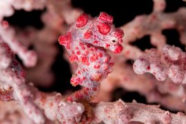 2025/08/Pygmy-seahorse.jpg