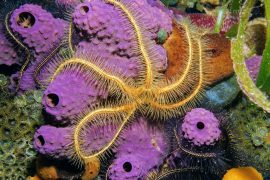 2025/08/Marine-species-jobs.jpg