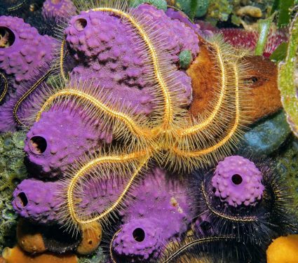 2025/08/Marine-species-jobs.jpg