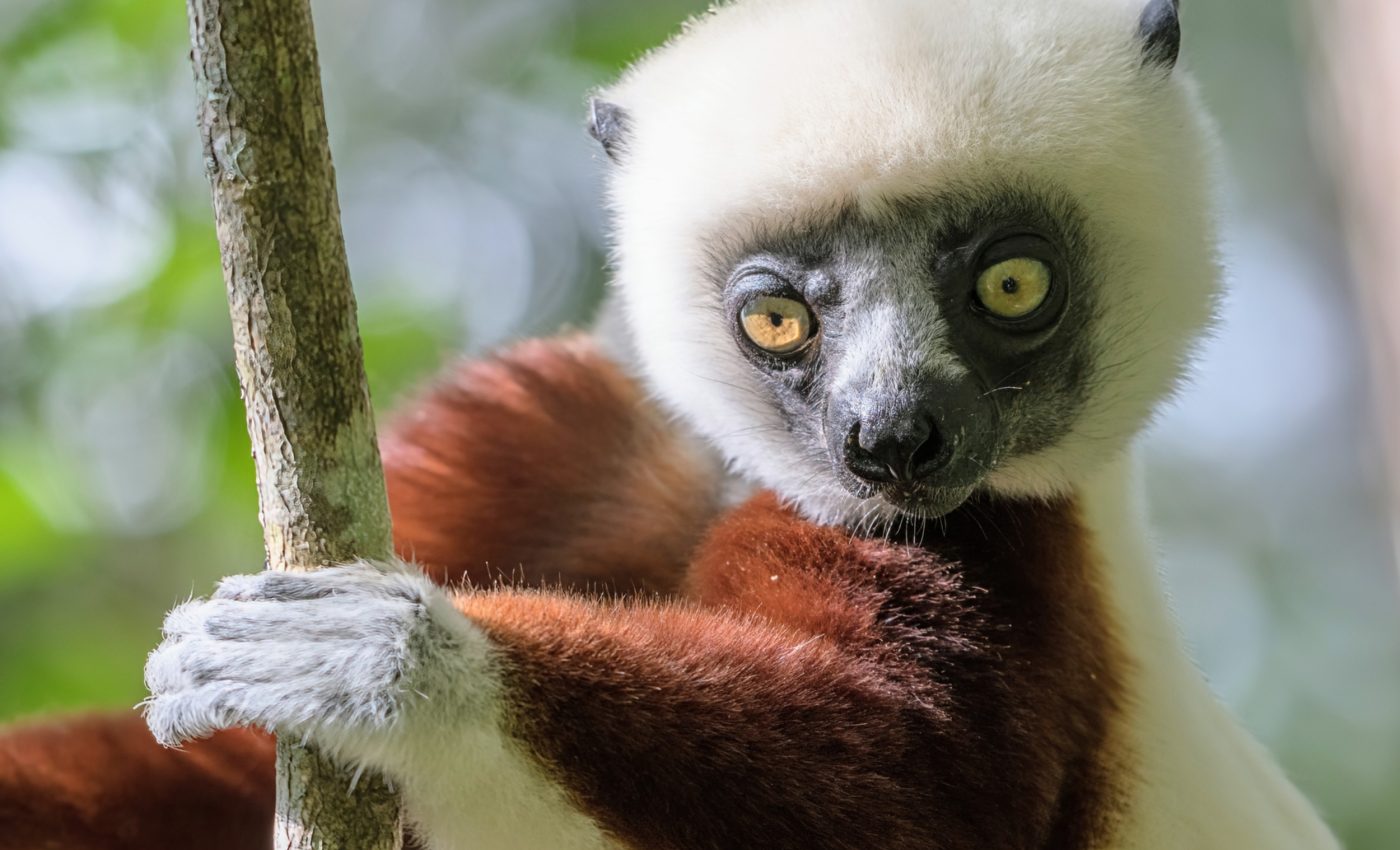 Lemur evolution happened in waves, not a single burst