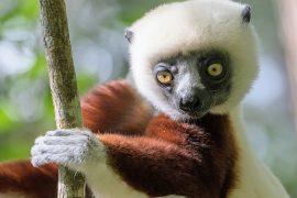 2025/08/Lemur-evolution.jpg