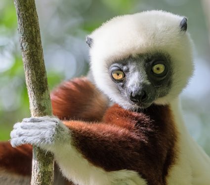 2025/08/Lemur-evolution.jpg