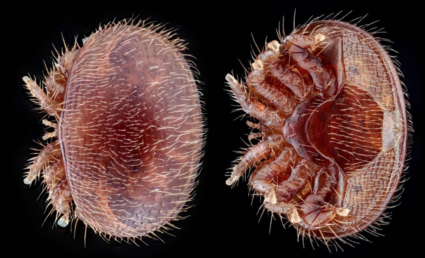 Scientists identify the parasite that's driving bees 'into a death spiral'
