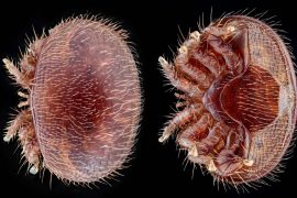 2025/08/arroa-parasite-killing-bees.jpg