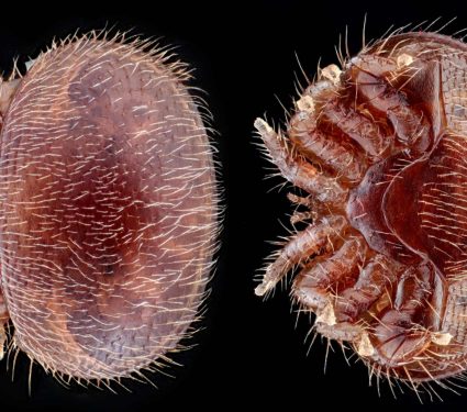2025/08/arroa-parasite-killing-bees.jpg
