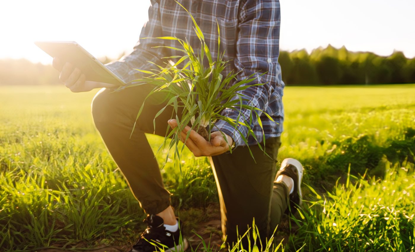 Gene-edited wheat turns soil microbes into fertilizer