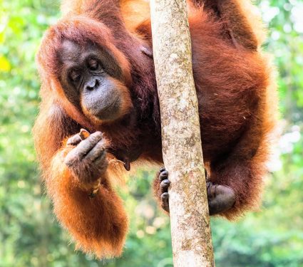 2025/08/Orangutan-fitness.jpg