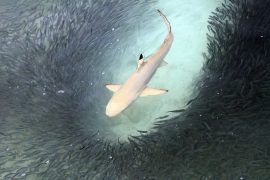 2025/08/shark-teeth-acidic-ocean.jpg