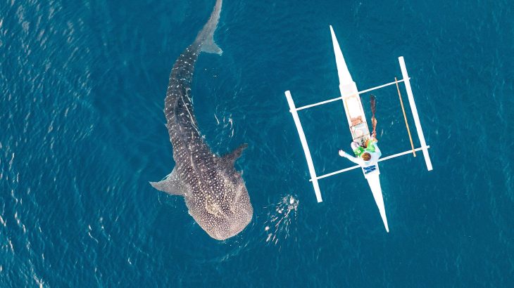 Whale sharks are literally scarred by human activity