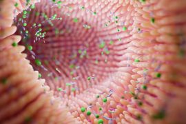 2025/08/Gut-bacteria-1.jpg