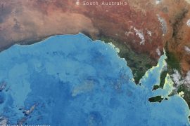 Algae bloom lingers for months off Australia 