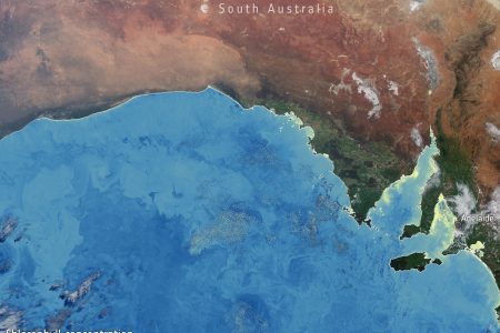 2025/08/Australia-bloom.jpg