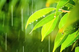 2025/09/Forest-microplastics.jpg