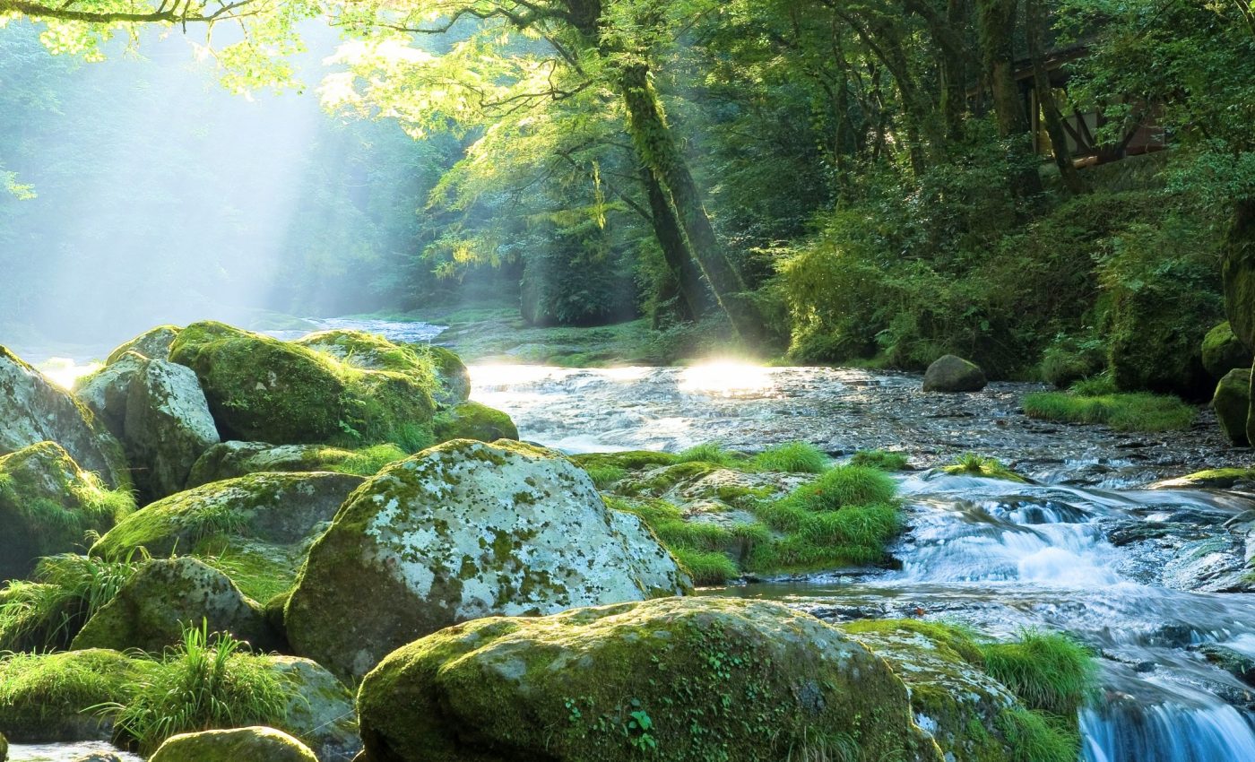 How global greening could drain Earth’s water supply