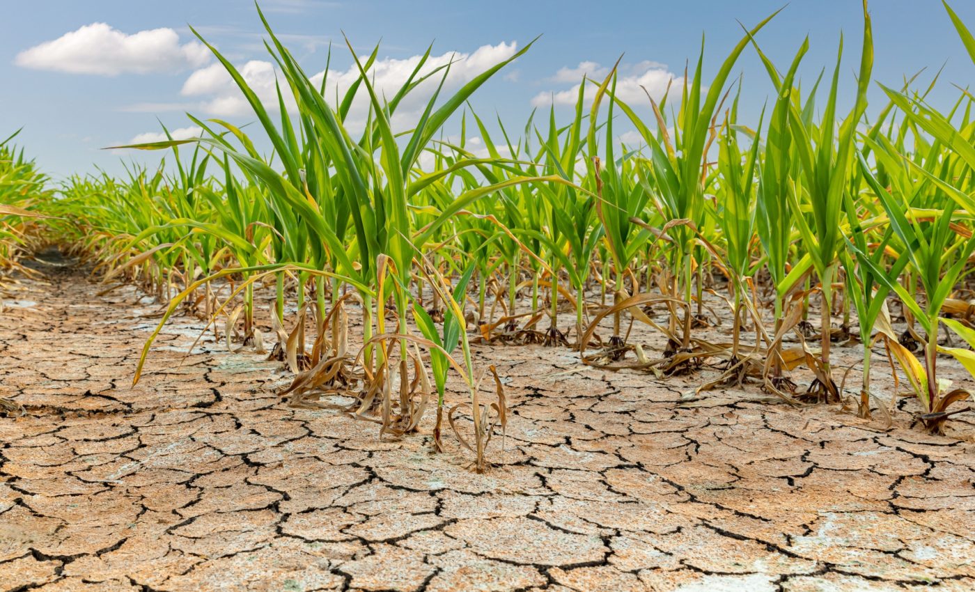 Plants trade growth for survival after drought
