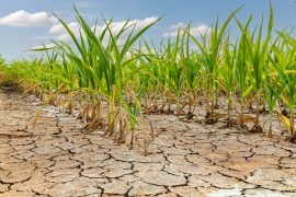 2025/09/crops-drought.jpg