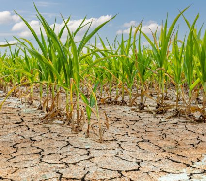 2025/09/crops-drought.jpg