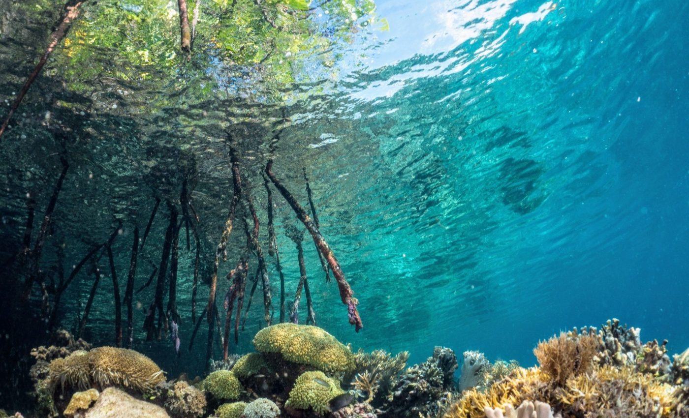 Super corals could help reefs survive a warming world