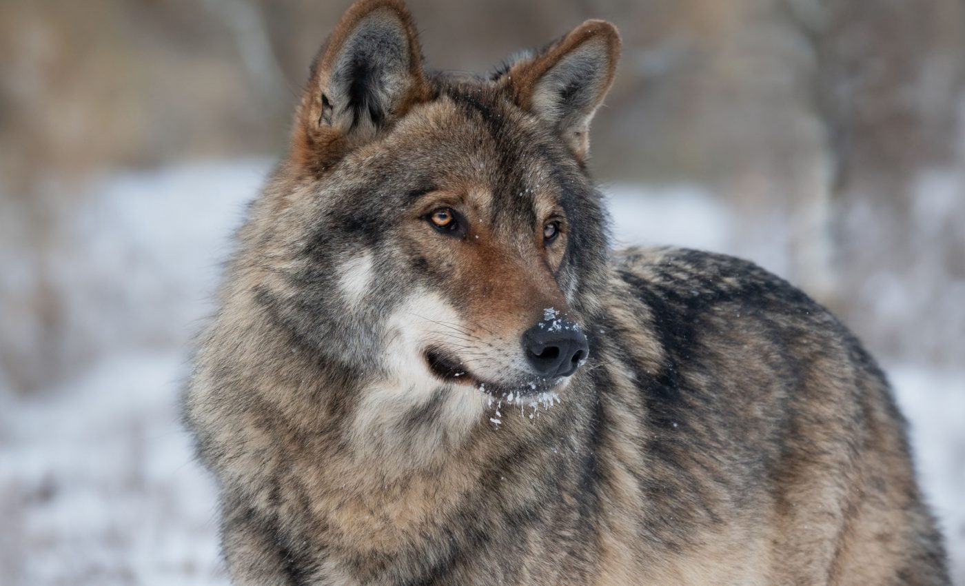 Drones blasting AC/DC scare wolves away from cattle