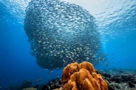2025/09/Ocean-carbon-sink.jpg