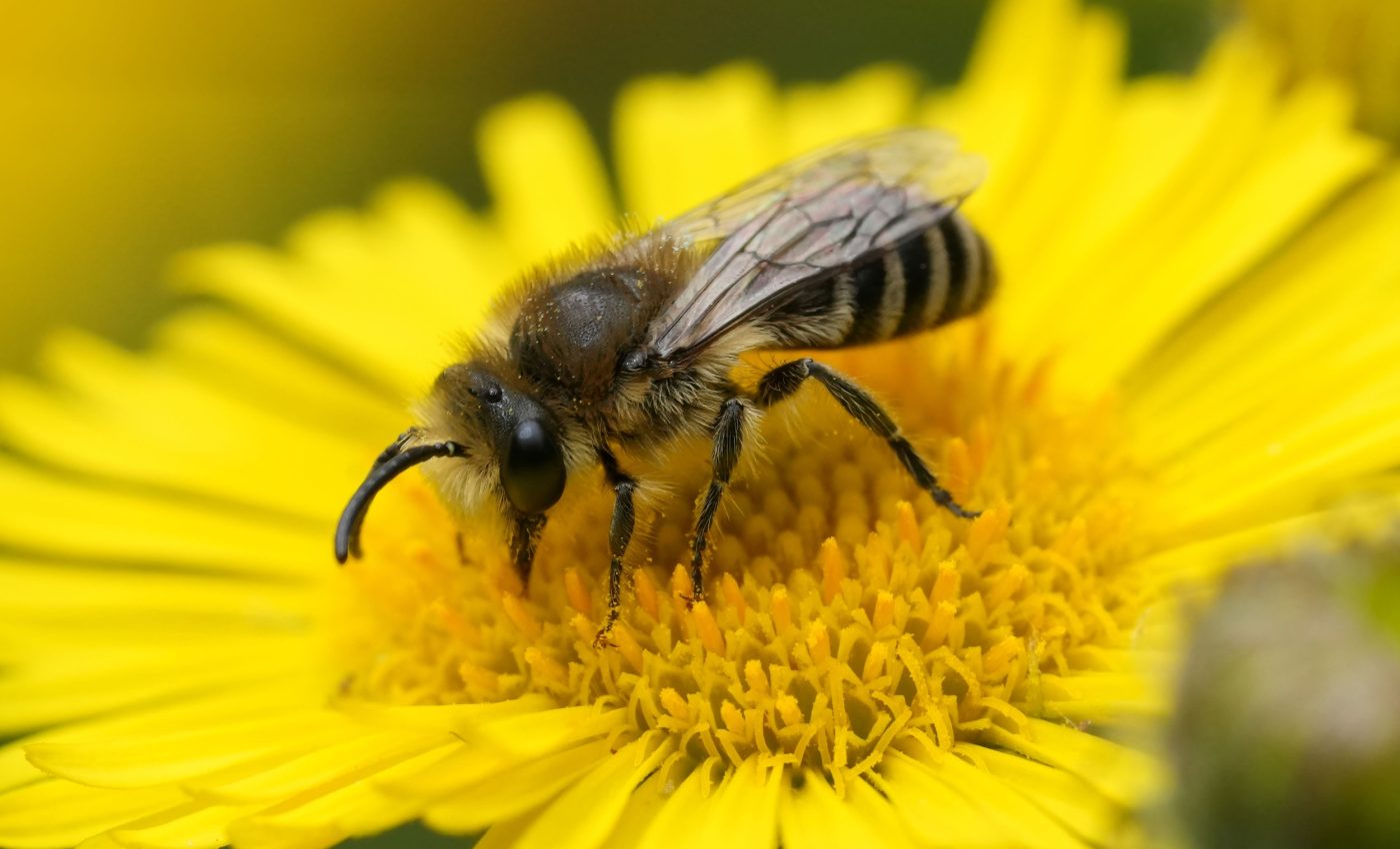 Cold-proof cellophane bees face new risks in a warming world