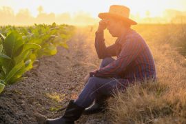 2025/09/Heat-crops.jpg