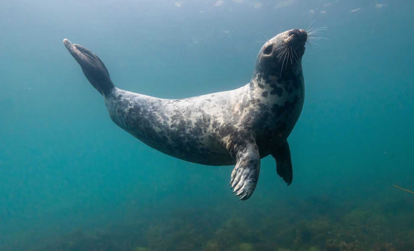 Gray seals have a mysterious resilience to influenza virus
