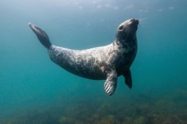 2025/09/Gray-seals-influenza.jpg