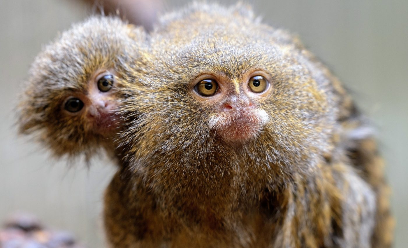 Babbling brains: How human babies and marmosets learn to talk
