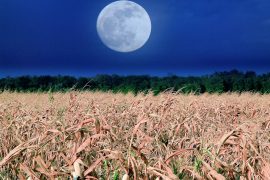 2025/09/Corn-moon.jpg