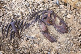 2025/09/fossilized-animals_biology_mechanics_1m.jpg