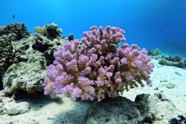 2025/09/Corals-light-sensing.jpg