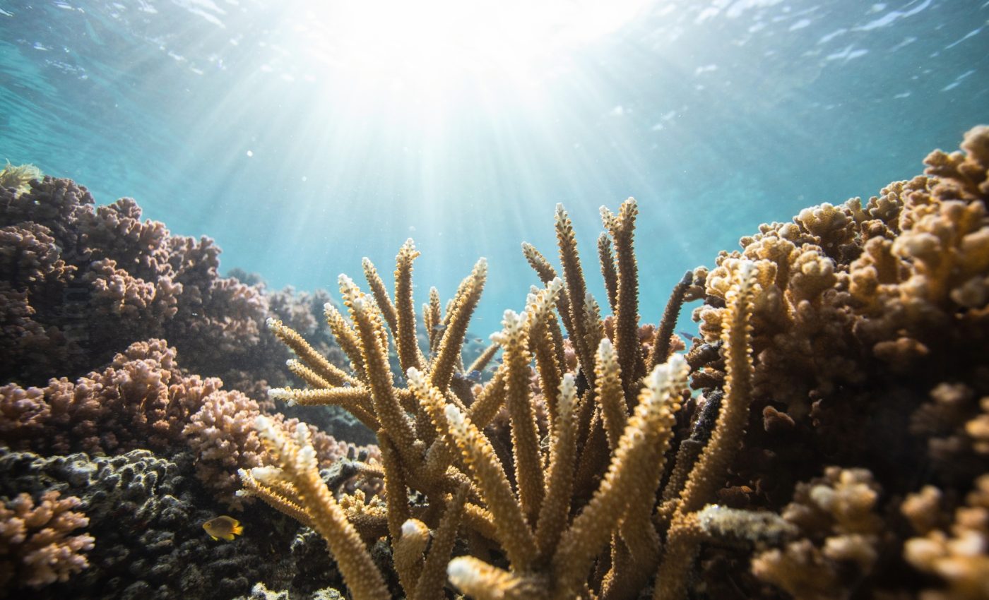 Corals reveal a surprising new way to see light
