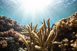 2025/09/Light-sensing-corals.jpg