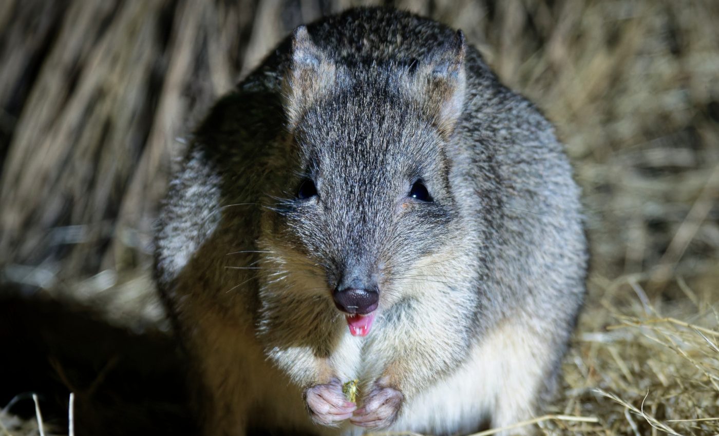 Newly discovered marsupial species is already extinct