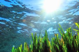 2025/09/Seagrass-nutrients2.jpg