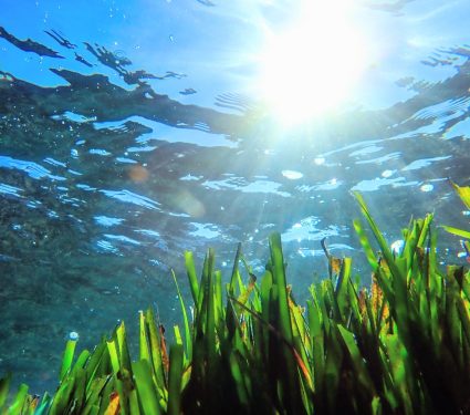 2025/09/Seagrass-nutrients2.jpg