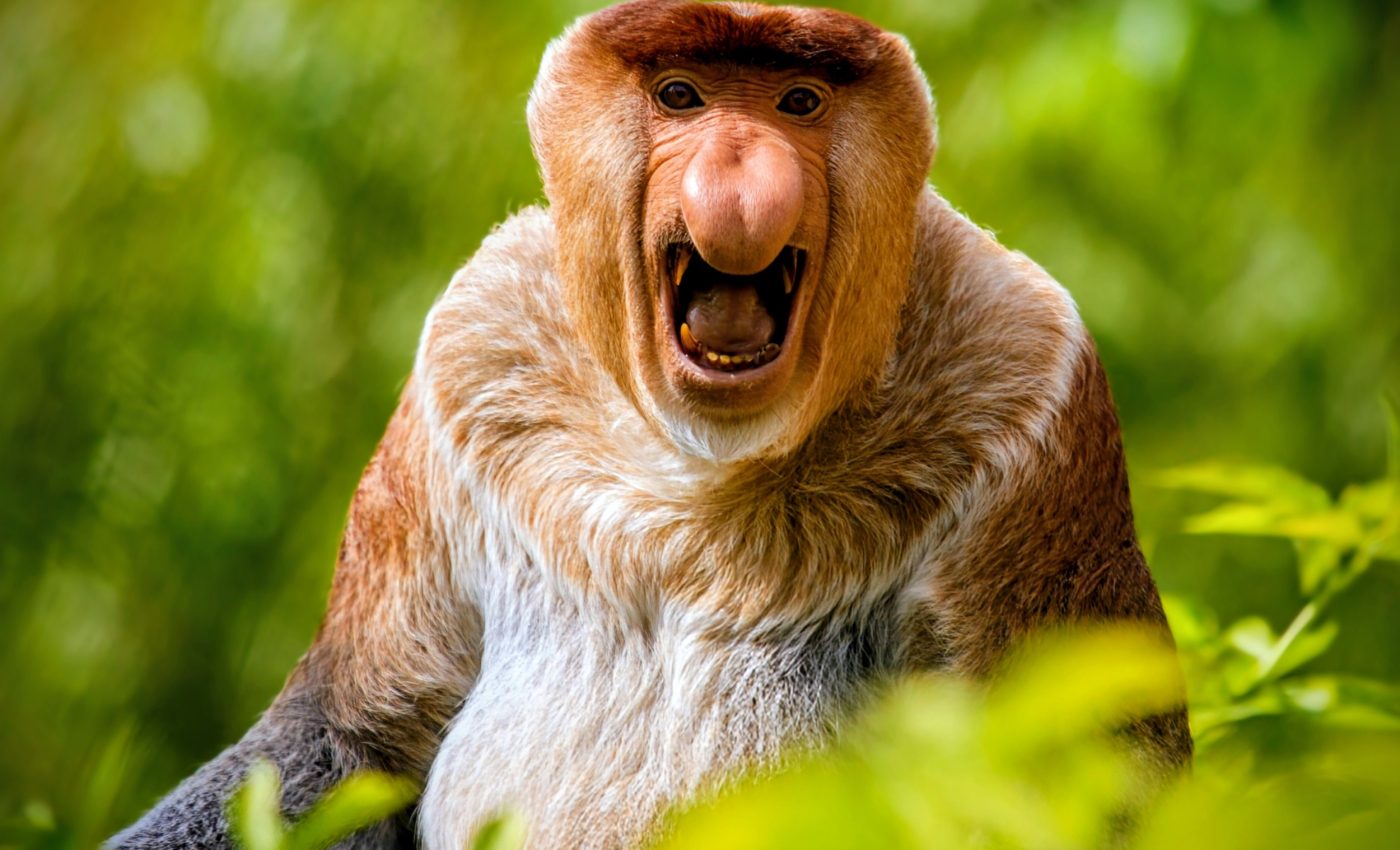 Proboscis monkeys use their large noses in an unexpected way