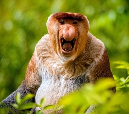 2025/09/Proboscis-monkey-nose.jpg