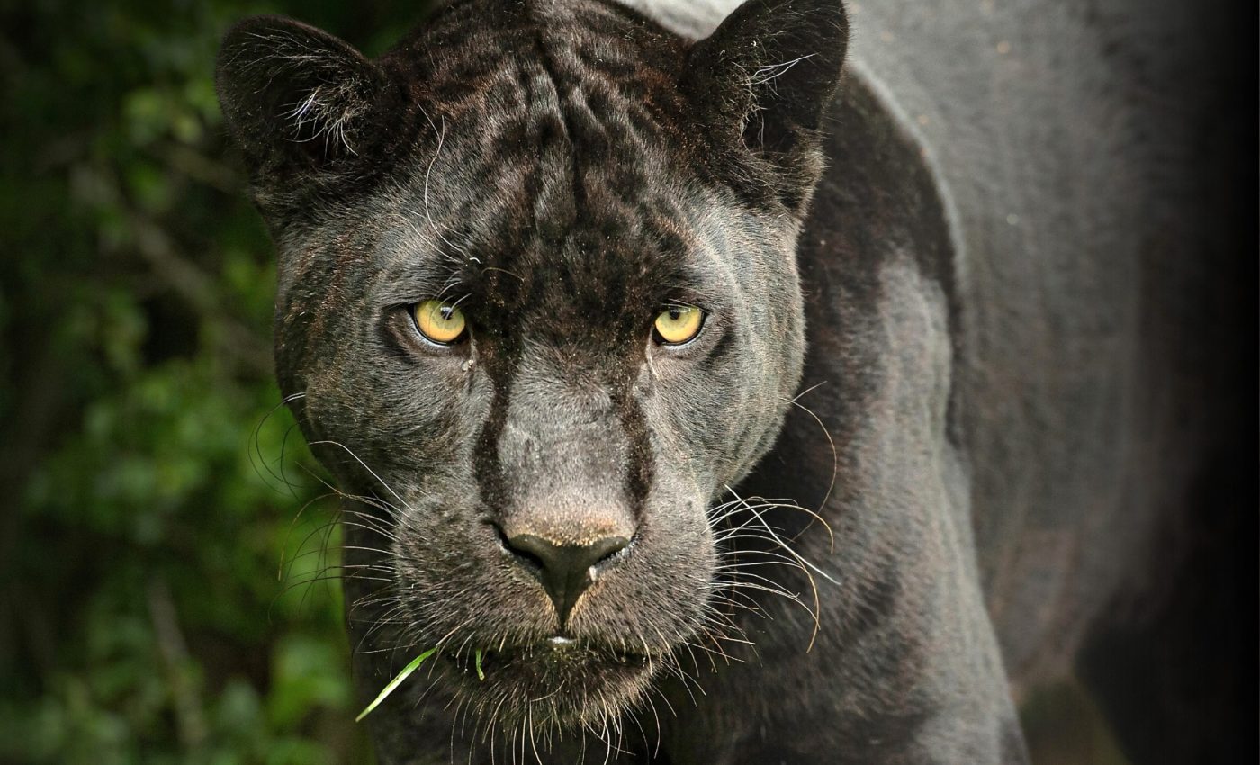 Rare and elusive black jaguars were captured mating on video for the first time ever