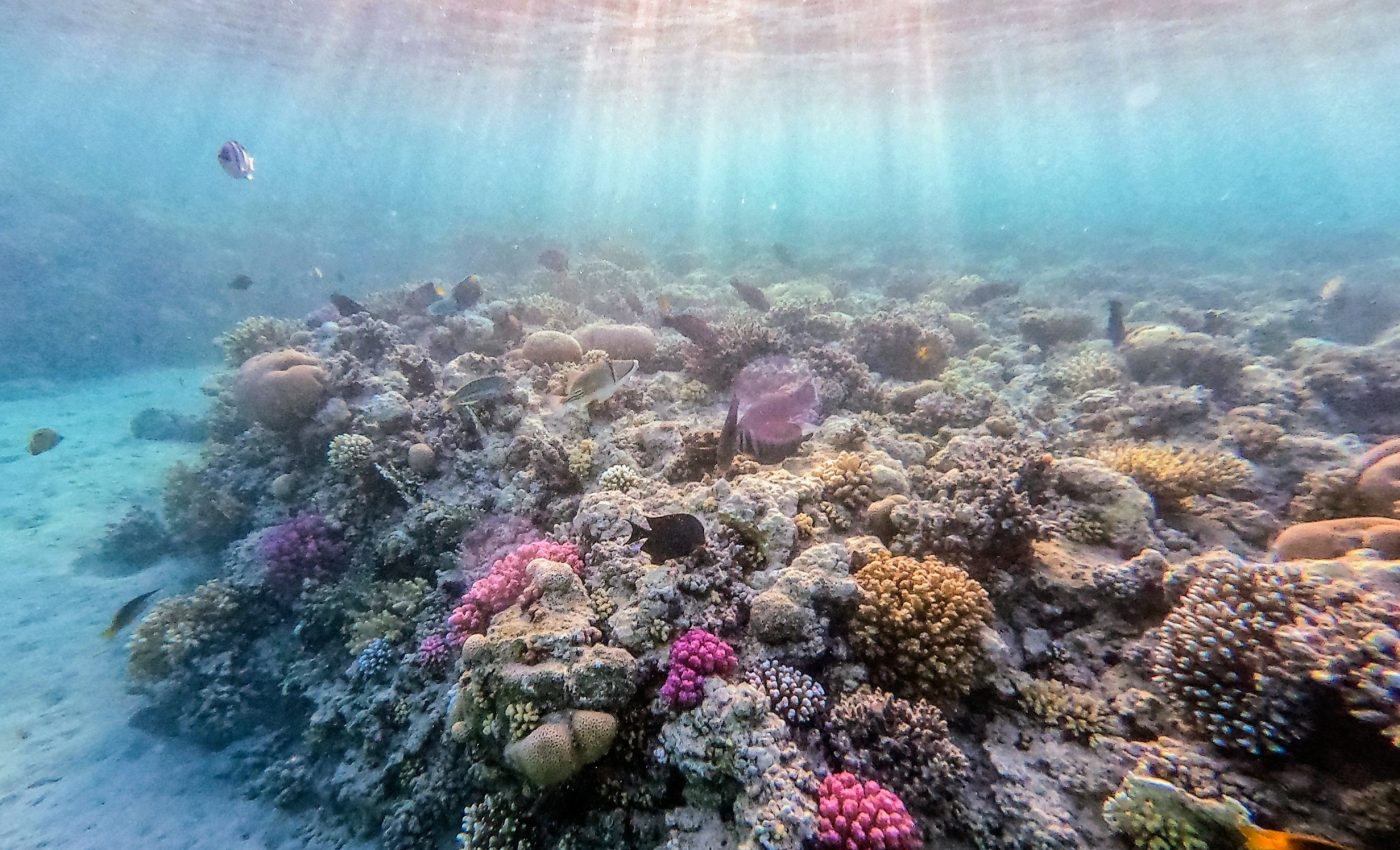 Corals trade growth for survival as oceans warm